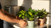 The Best Feng Shui Plants, According to Your Zodiac Sign